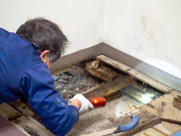 Reliable Parker, TX Mold Removal Solutions