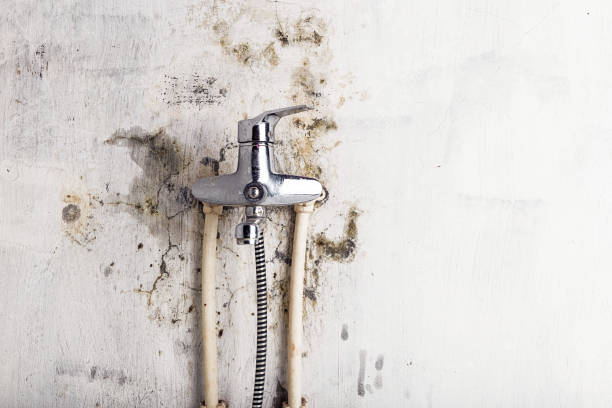 Best Home Mold Removal  in Parker, TX