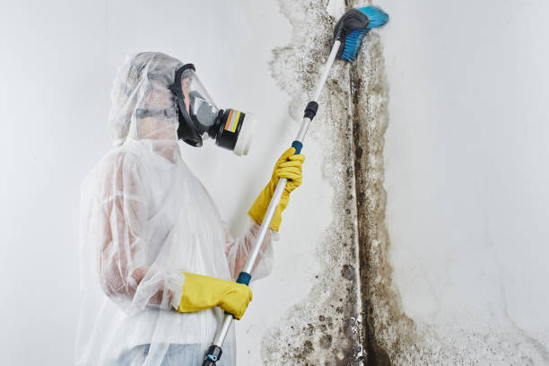Best Mold Cleaning Services  in Parker, TX