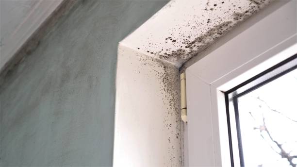 Best Certified Mold Removal  in Parker, TX