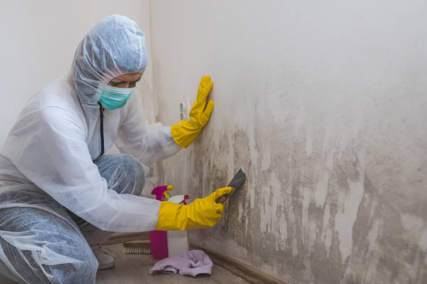 Best Mold Remediation Services  in Parker, TX