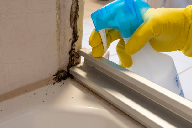 Best Same-Day Mold Removal  in Parker, TX