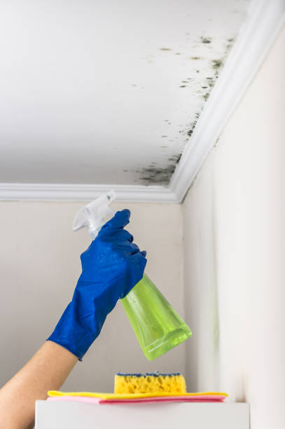 Best Professional Mold Removal  in Parker, TX